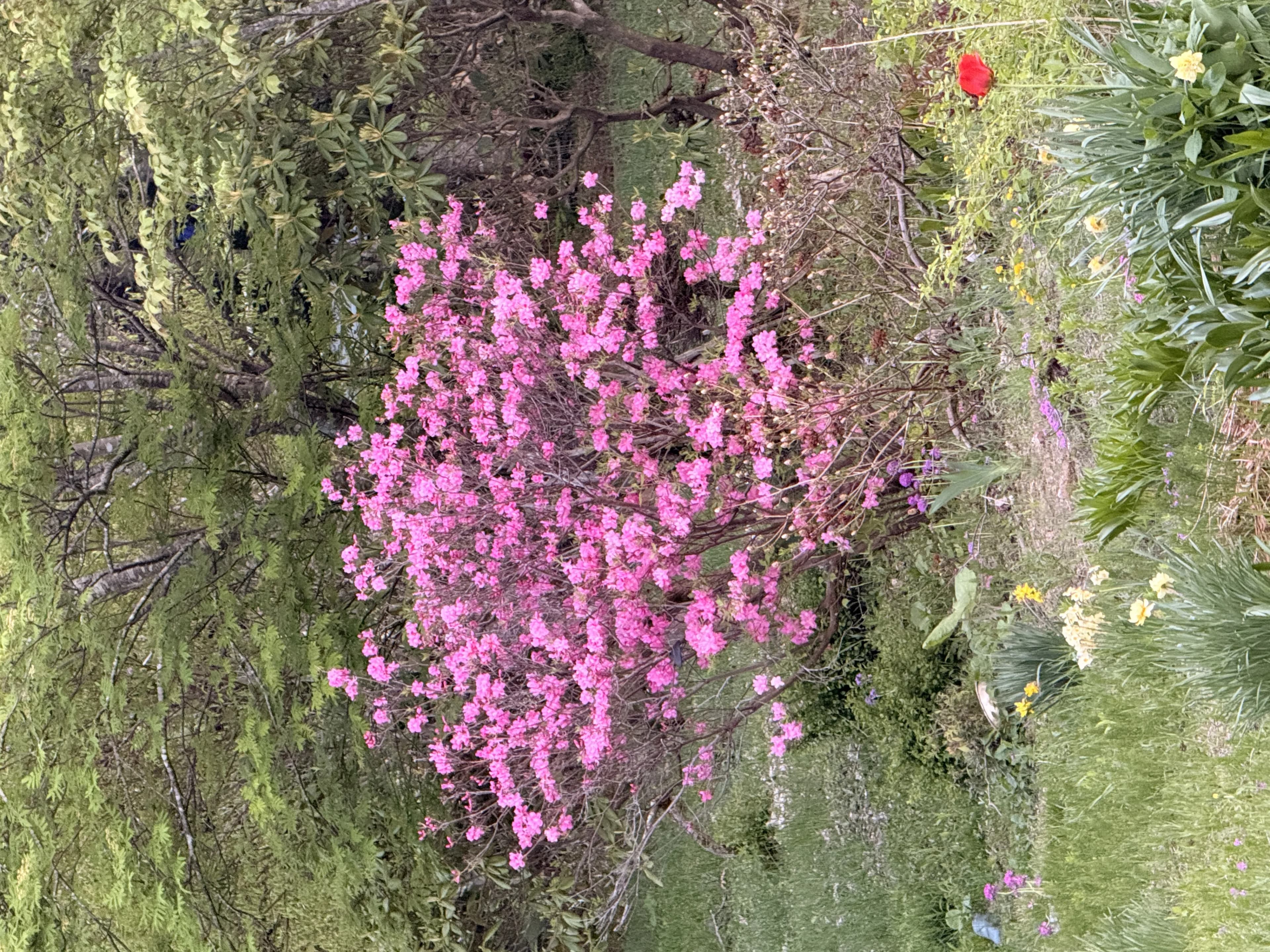 ロッジの庭のアザレアと春の花。